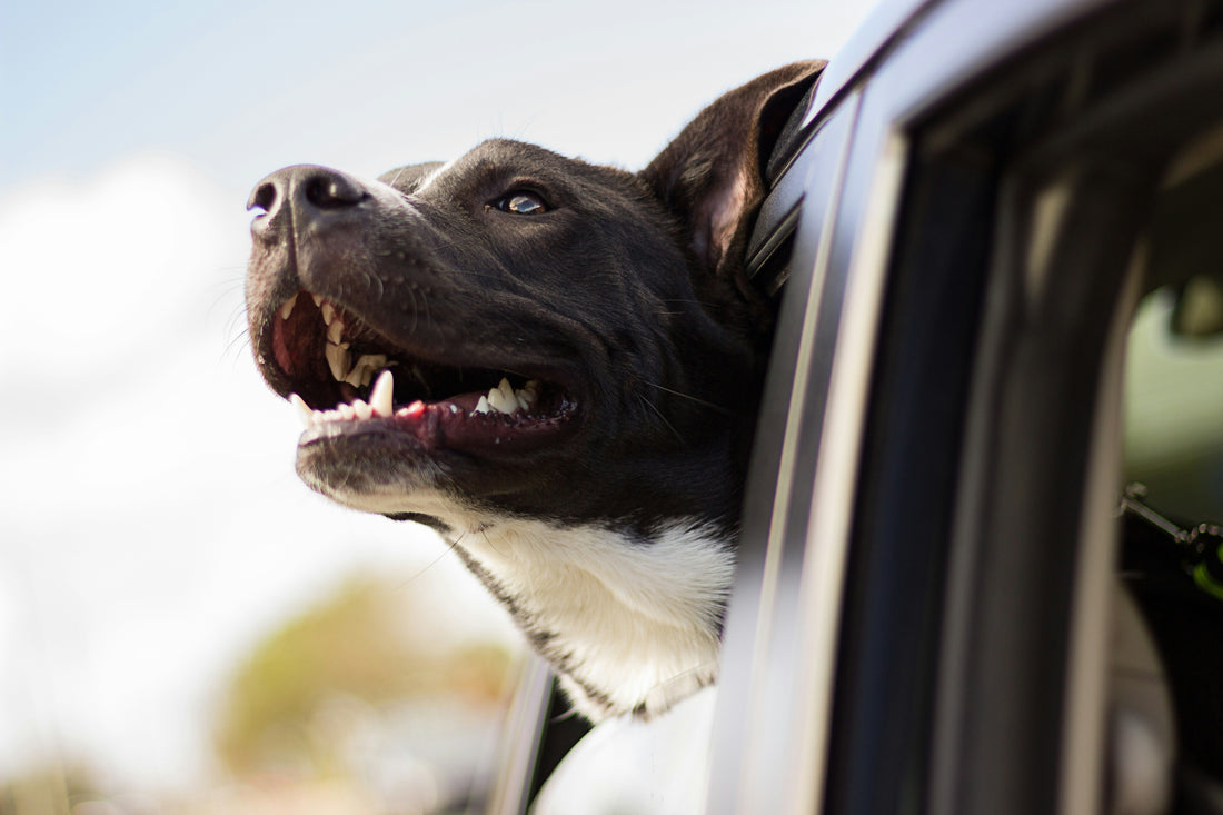 The Ultimate Car Travel Solution for Dogs - How To Create a Luxury Travel Den for Your Dog