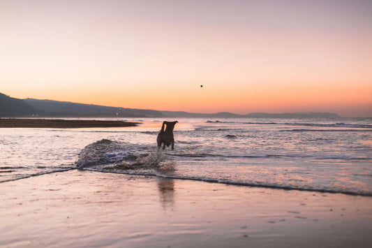 The Secret to Happy Travels: Desensitising Your Dog to Car Rides