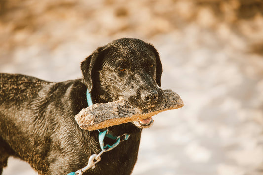 Dog Friendly Road Trips in Australia