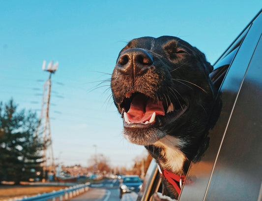 How Travel Beds for Dogs Make Car Rides More Comfortable