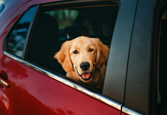 Top 5 Tips for Reducing Car Stress in Dogs