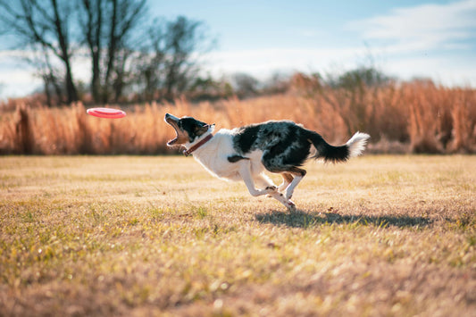 Why Your Dog Needs a Travel Bed for Road Trips